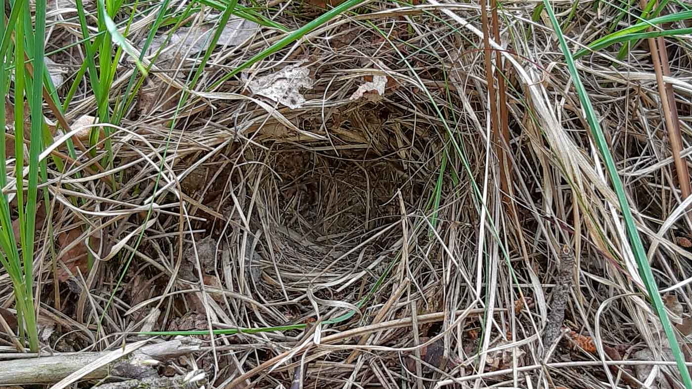Nest nadat de jongen zijn uitgevlogen ©Martien van Dooren
