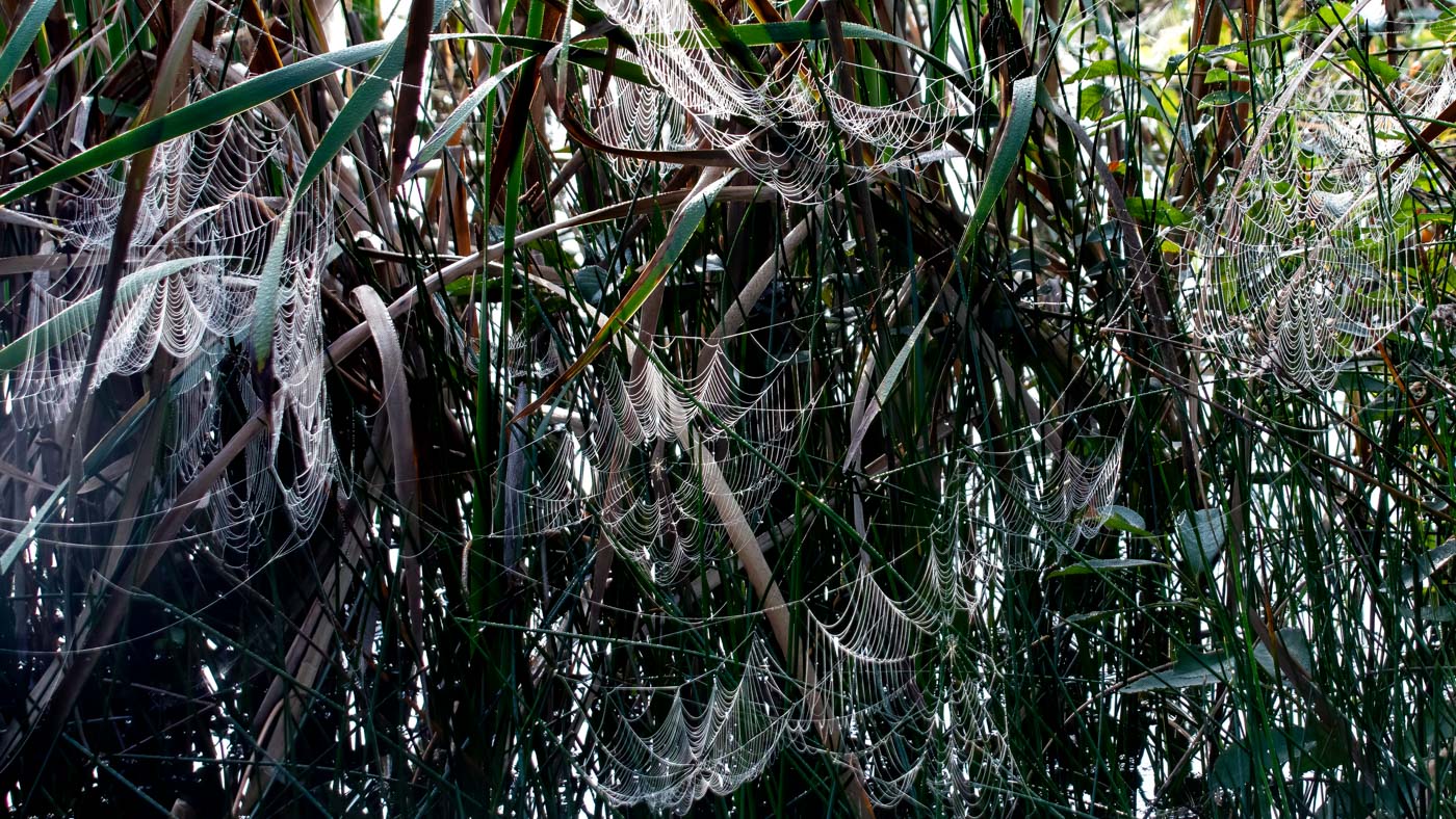 Heel veel spinnenwebben. ©Martien van Dooren