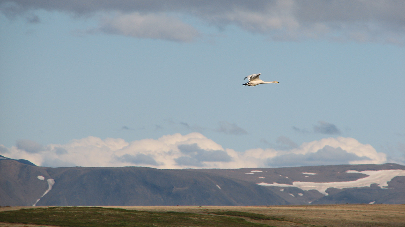 Wilde Zwaan in broedgebied in IJsland ©Dick Slaa