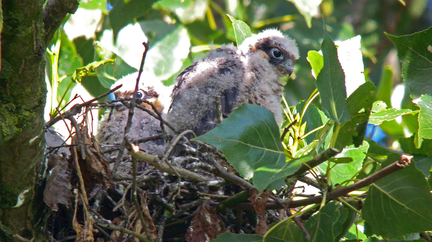 Juveniele Boomvalken op het nest ©Dick Slaa