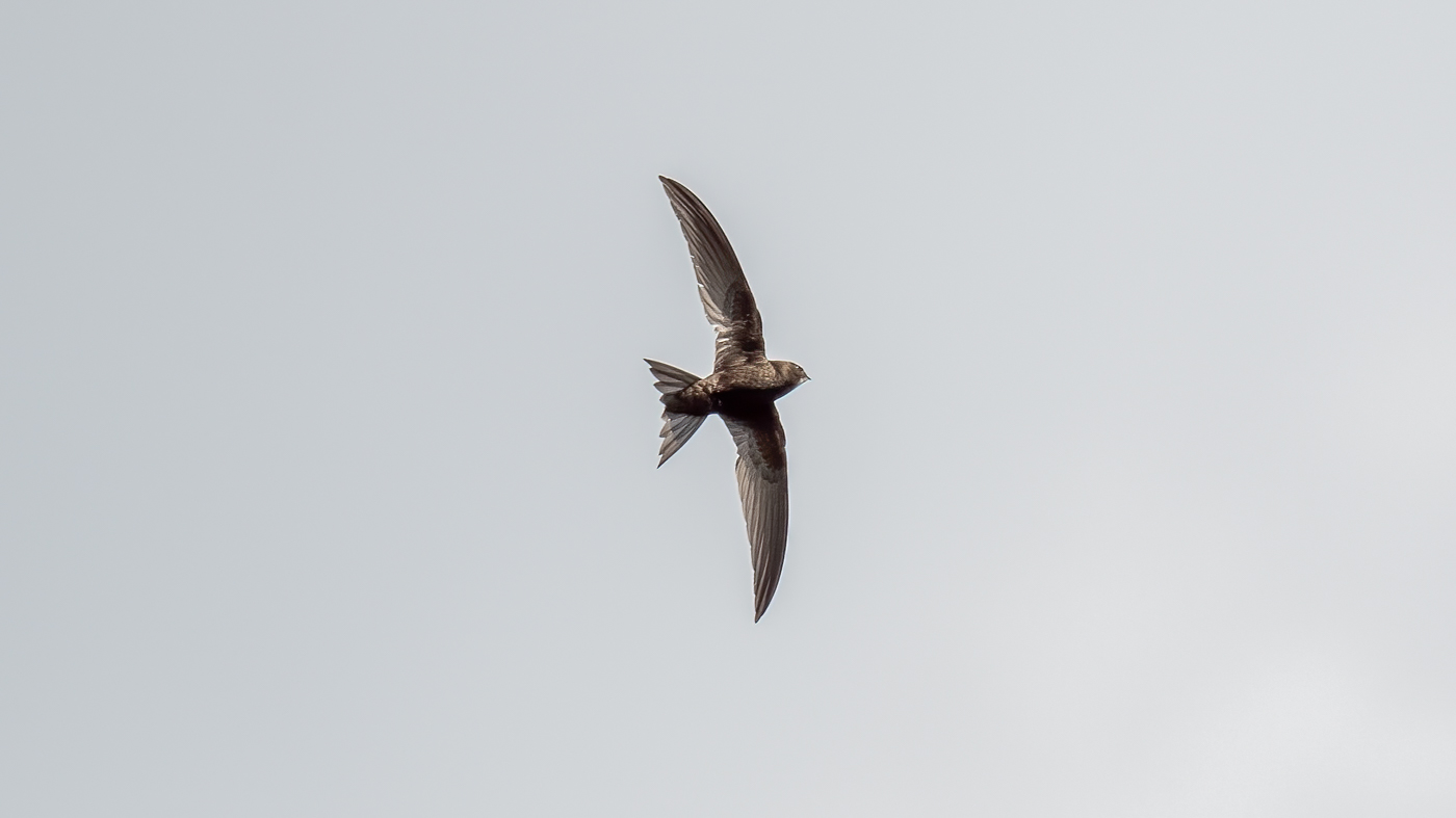Gierzwaluw ©Martien van Dooren