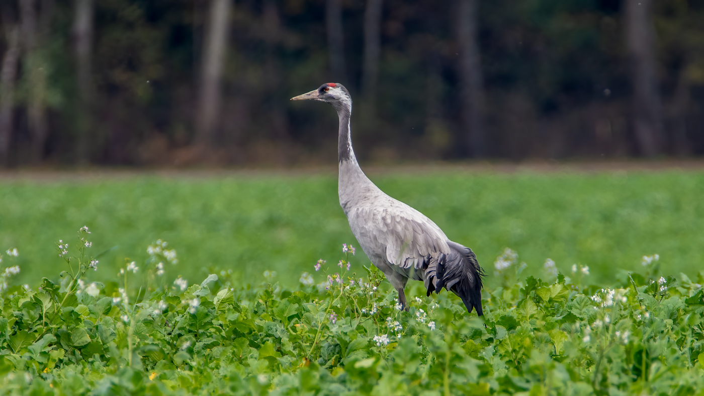 Nu in de regio: Kraanvogel