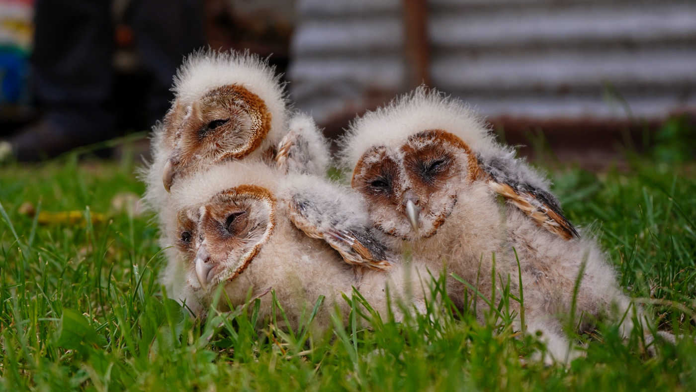 Drie jonge Kerkuilen