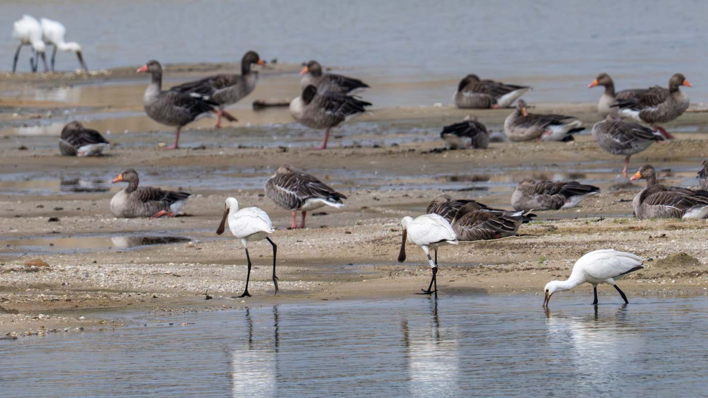 Lepelaar met kleurring op de Hofmans Plassen
