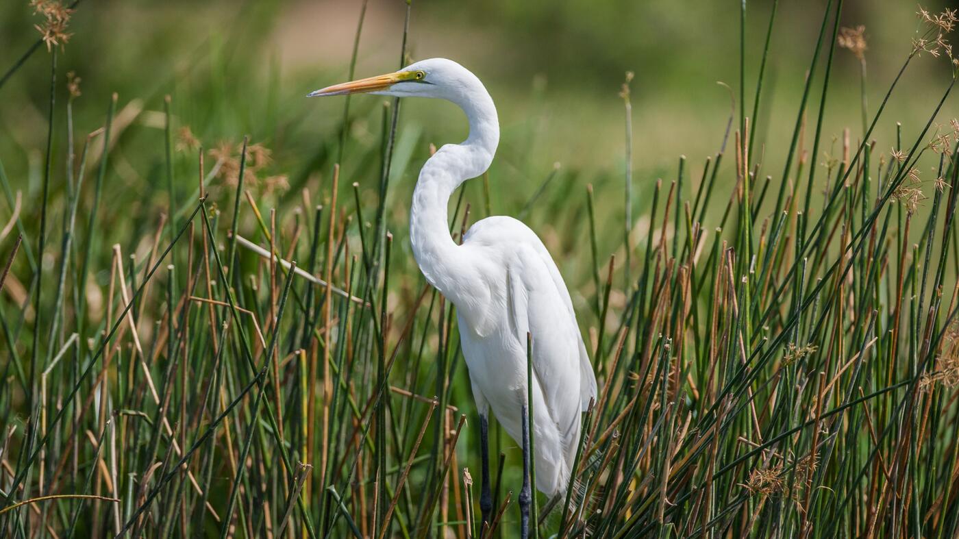 Grote Zilverreiger ©Toy Janssen Grote Zilverreiger ©Toy Janssen
