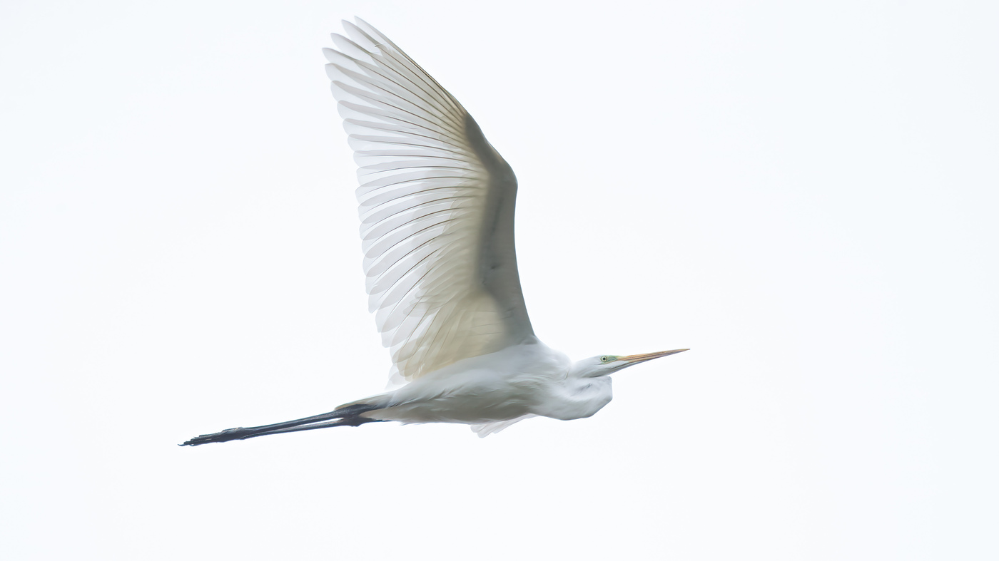 Grote Zilverreiger ©Toy Janssen Grote Zilverreiger ©Toy Janssen