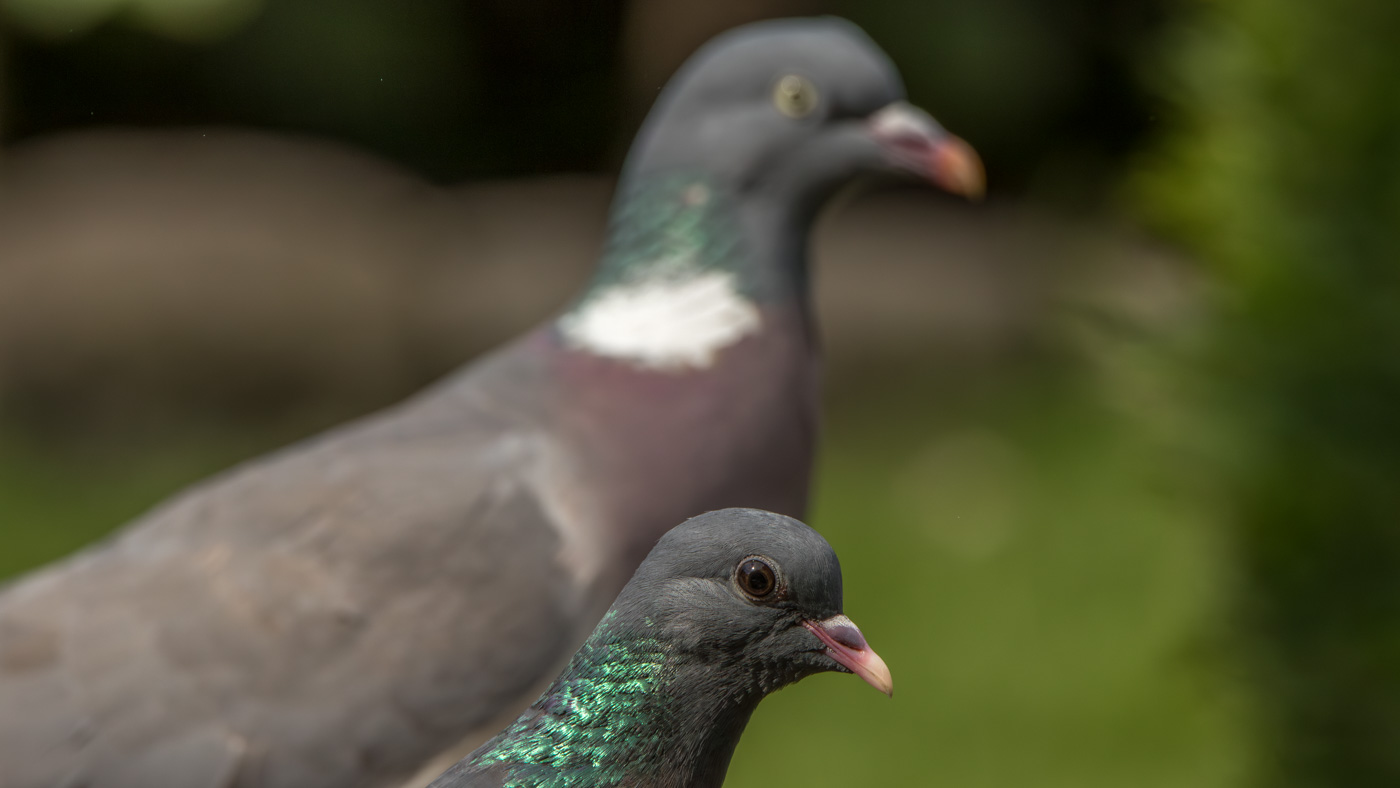 Holenduif ©Peter vd Braak Holenduif ©Peter vd Braak