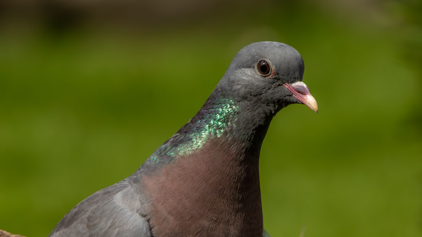 Holenduif ©Peter vd Braak Holenduif ©Peter vd Braak