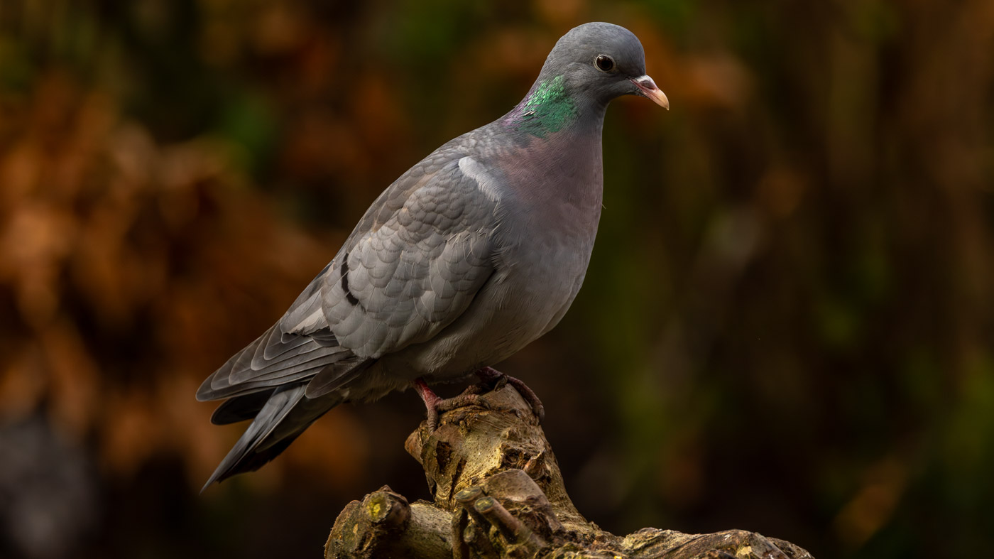 Holenduif ©Peter vd Braak Holenduif ©Peter vd Braak