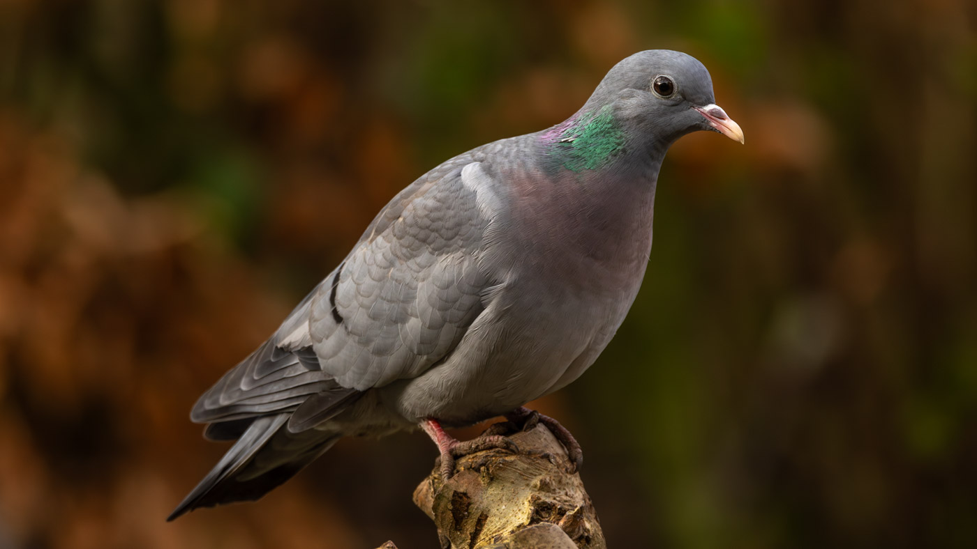 Holenduif ©Peter vd Braak Holenduif ©Peter vd Braak