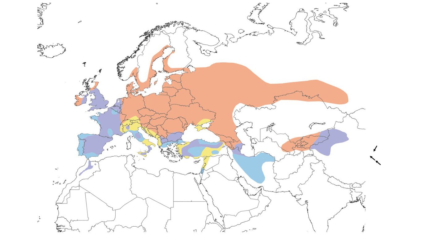 Verspreidingskaartje Holenduif Verspreidingskaartje Holenduif