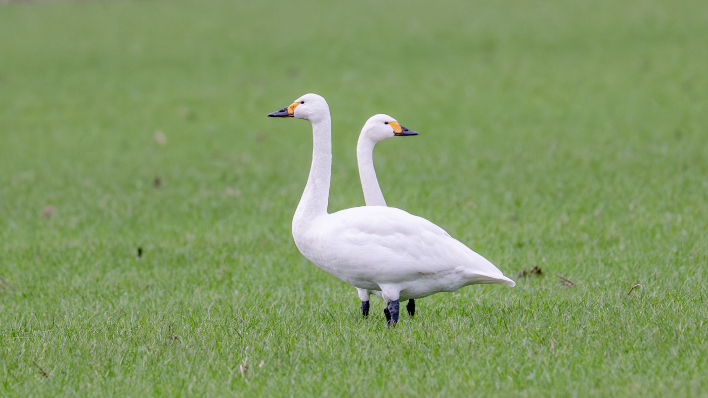 Kleine Zwanen in Princepeel