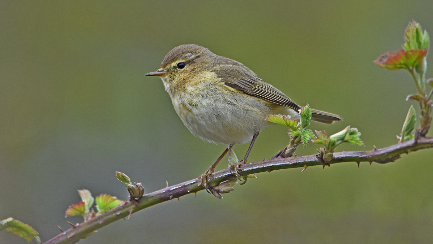 Nu in de regio: Tjiftjaf