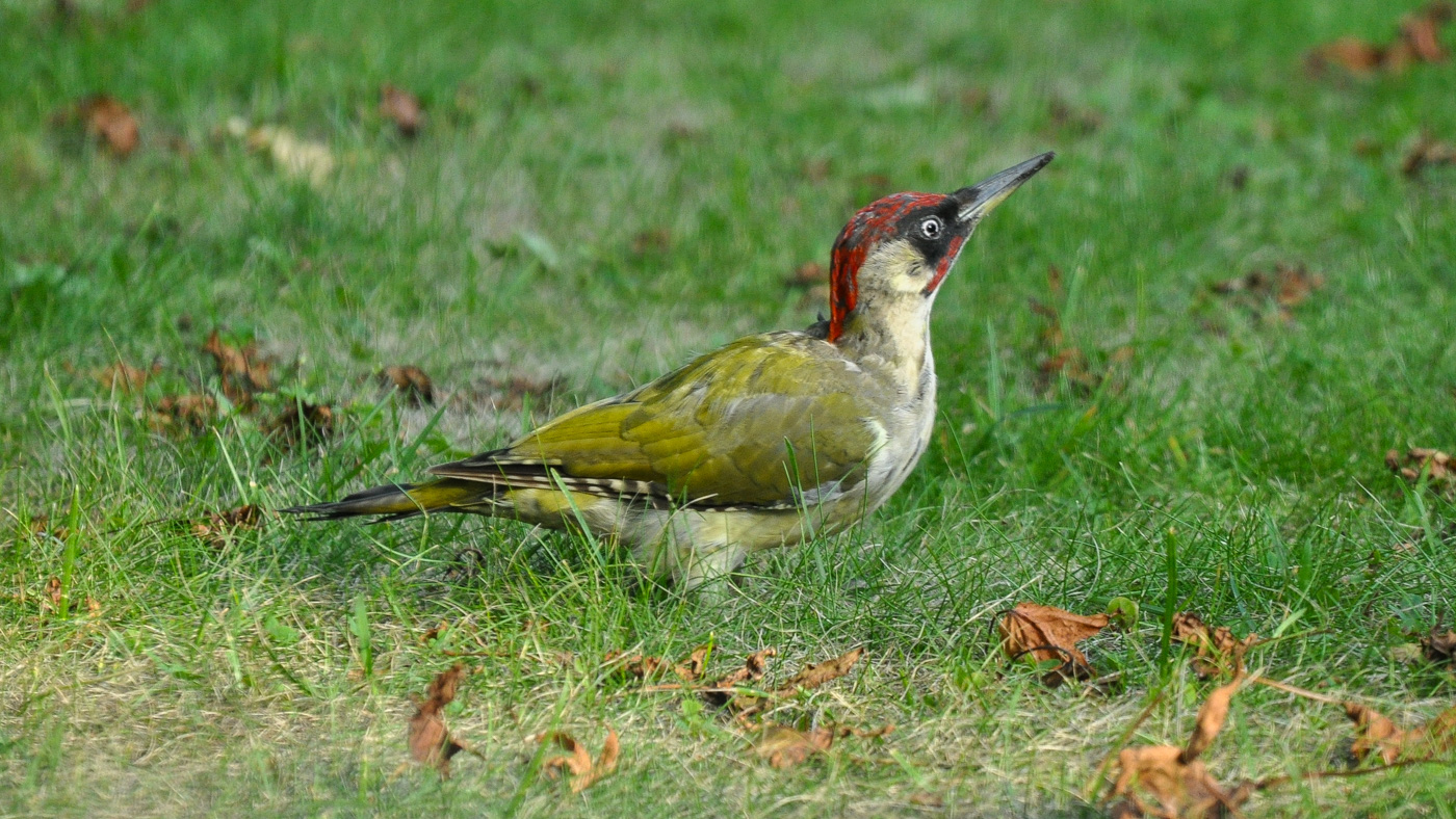 Groene Specht
