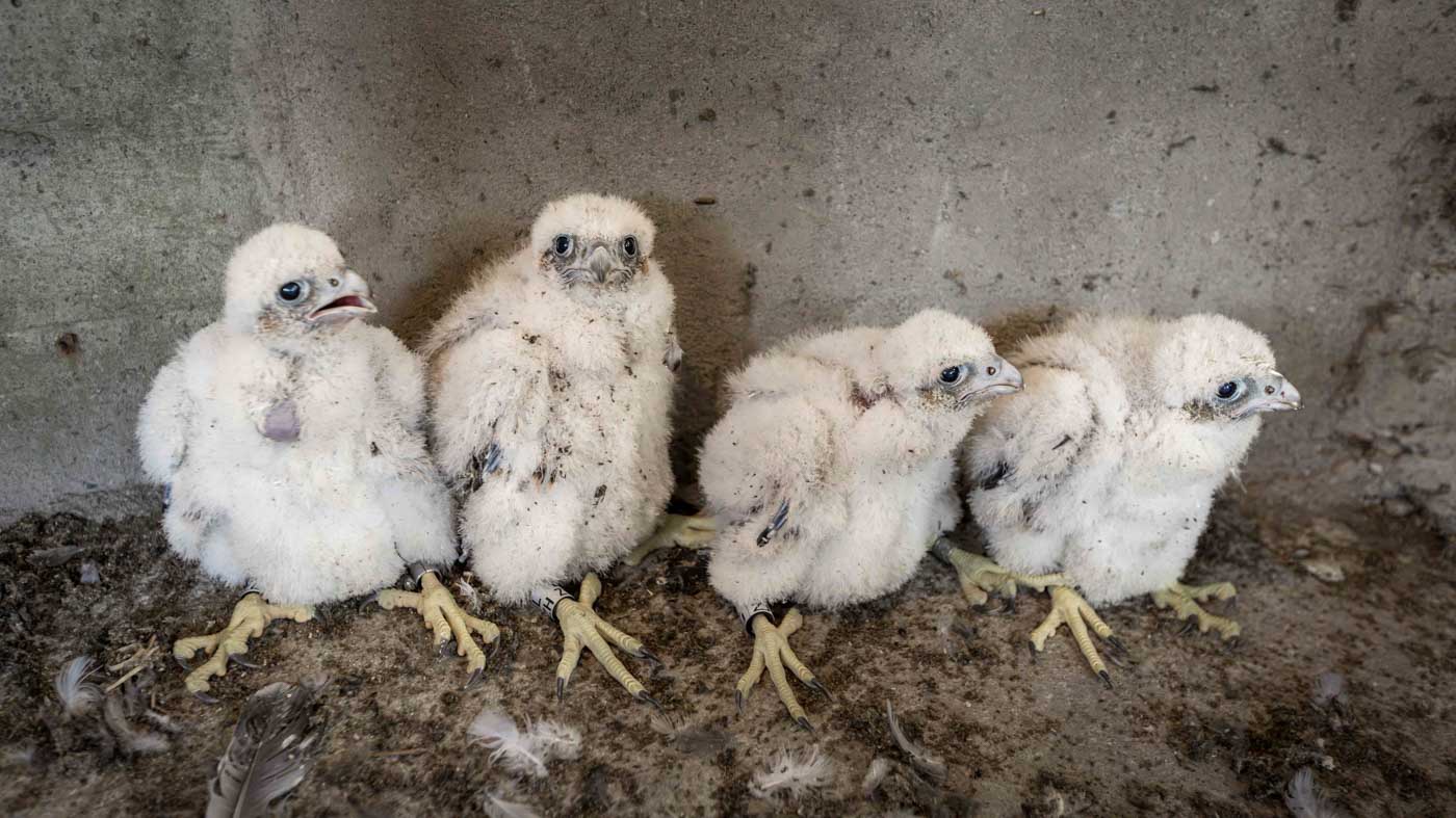 Vier jonge Slechtvalken  geringd