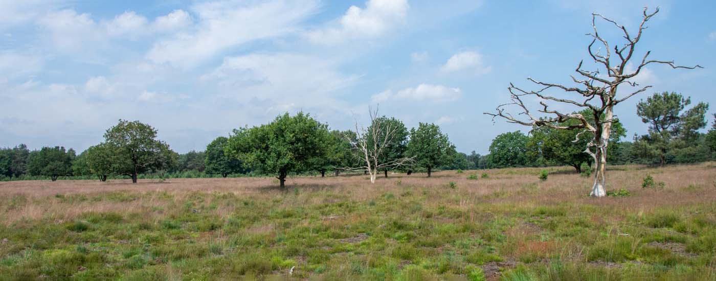 Maashorst Kanonsberg en Munse Heide