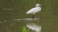 Kleine Zilverreiger