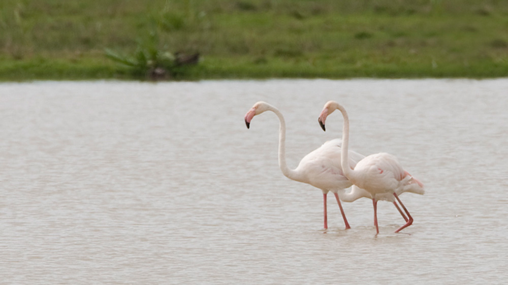 Flamingo ©Marc Gottenbos