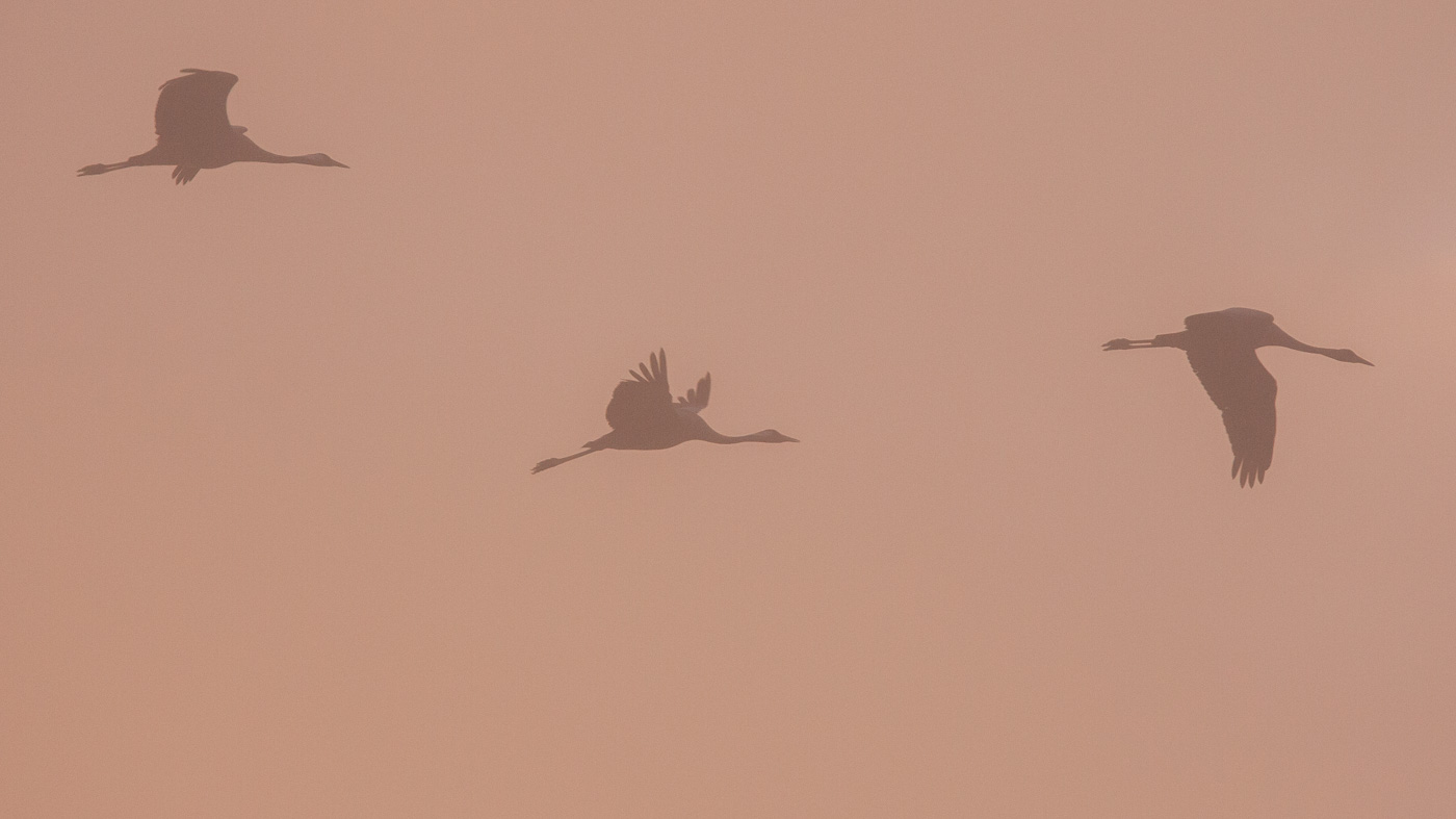 Kraanvogels ©Peter van de Braak