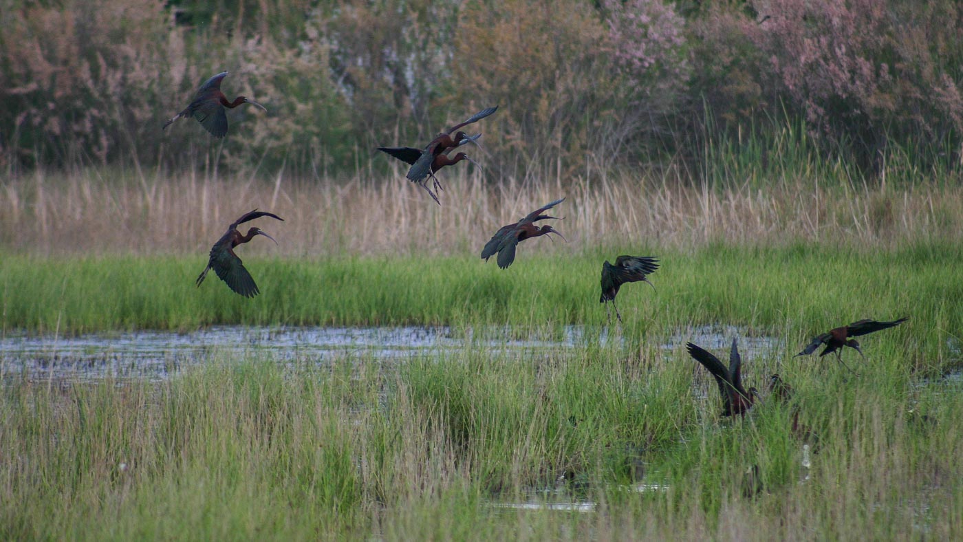 Zwarte Ibis  ©Vogelwacht Uden