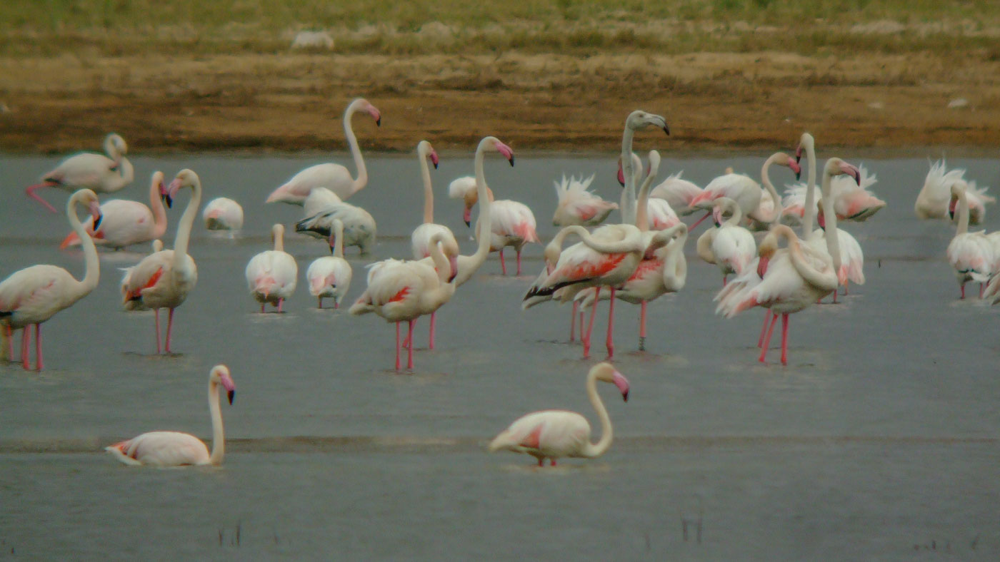 Flamingo ©Vogelwacht Uden