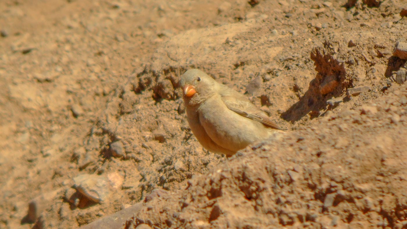 Woestijnvink ©Vogelwacht Uden