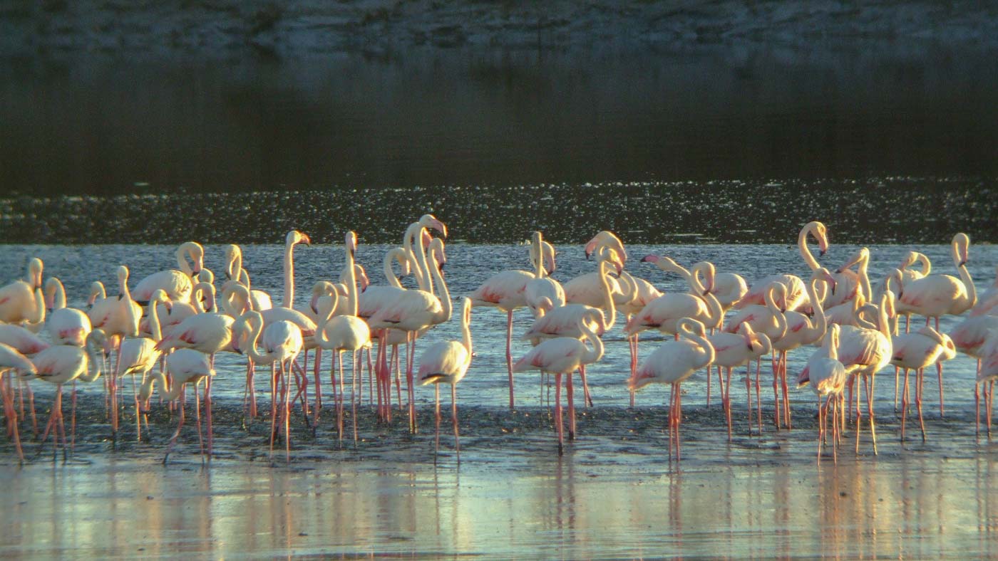 Flamingo's ©Vogelwacht Uden