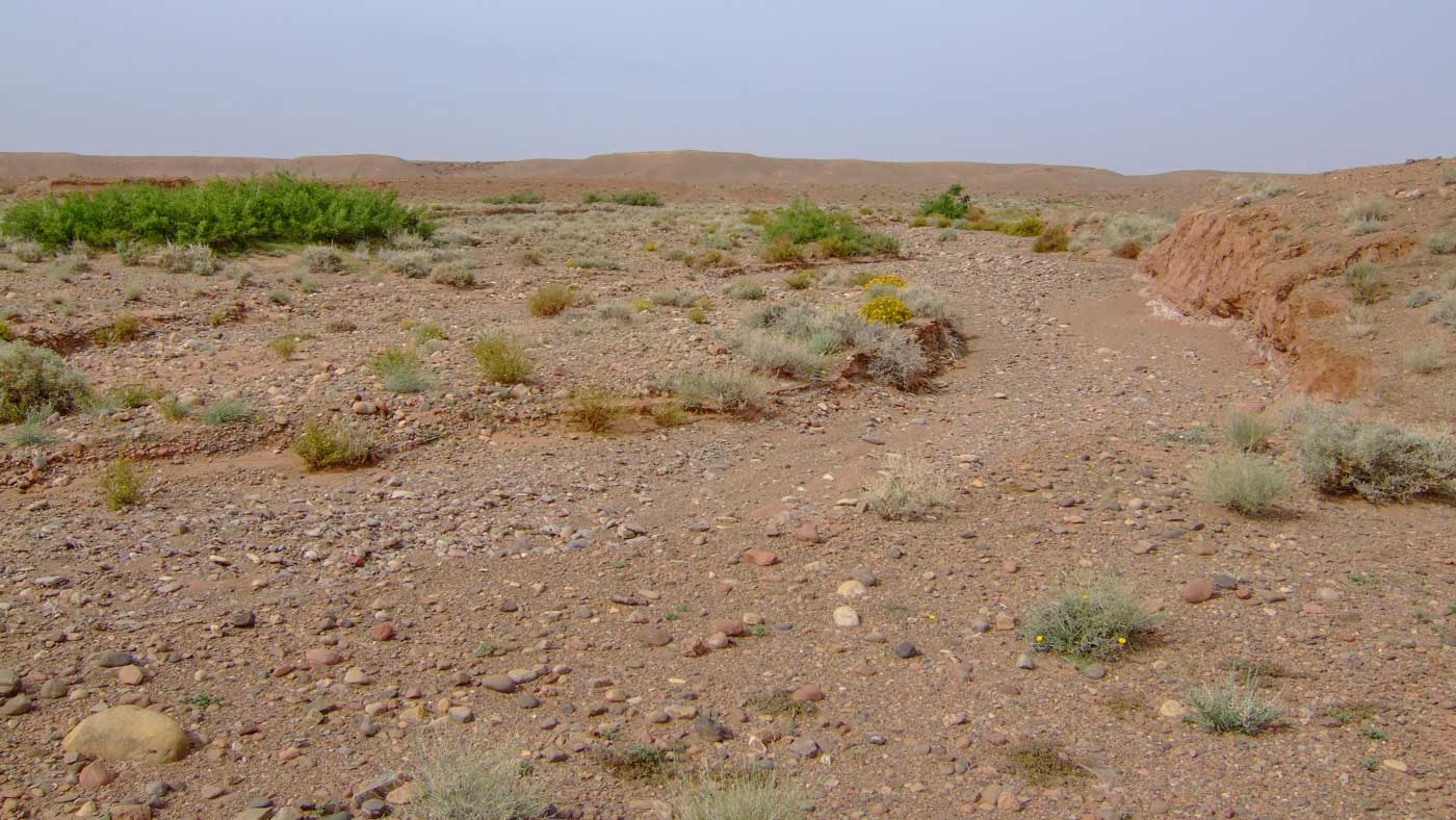 Halfwoestijn ©Vogelwacht Uden