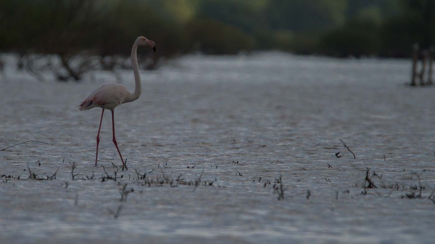 Flamingo ©Peter van de Braak
