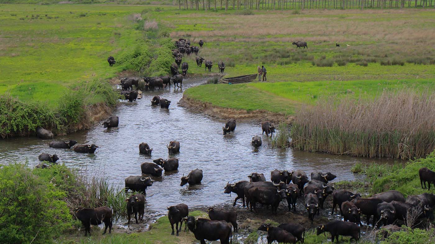 Waterbuffels in landschap ©Peter van de Braak