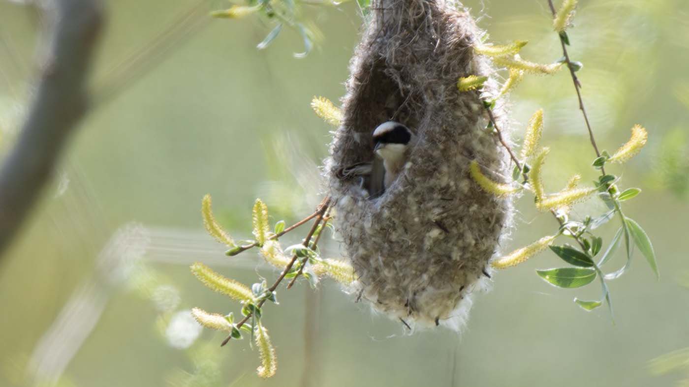 Buidelmees op nest ©Marc Gottenbos