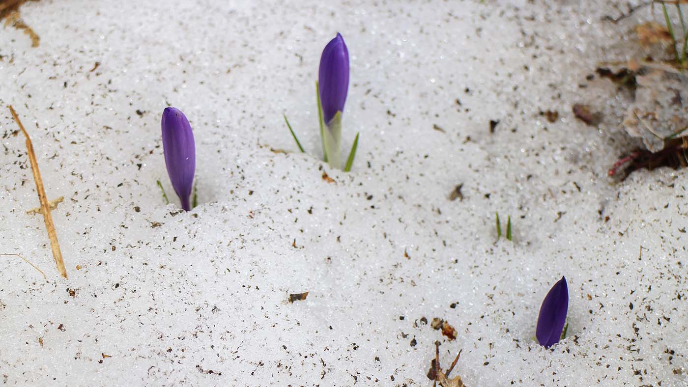 Beginnende lente ©Peter van de Braak
