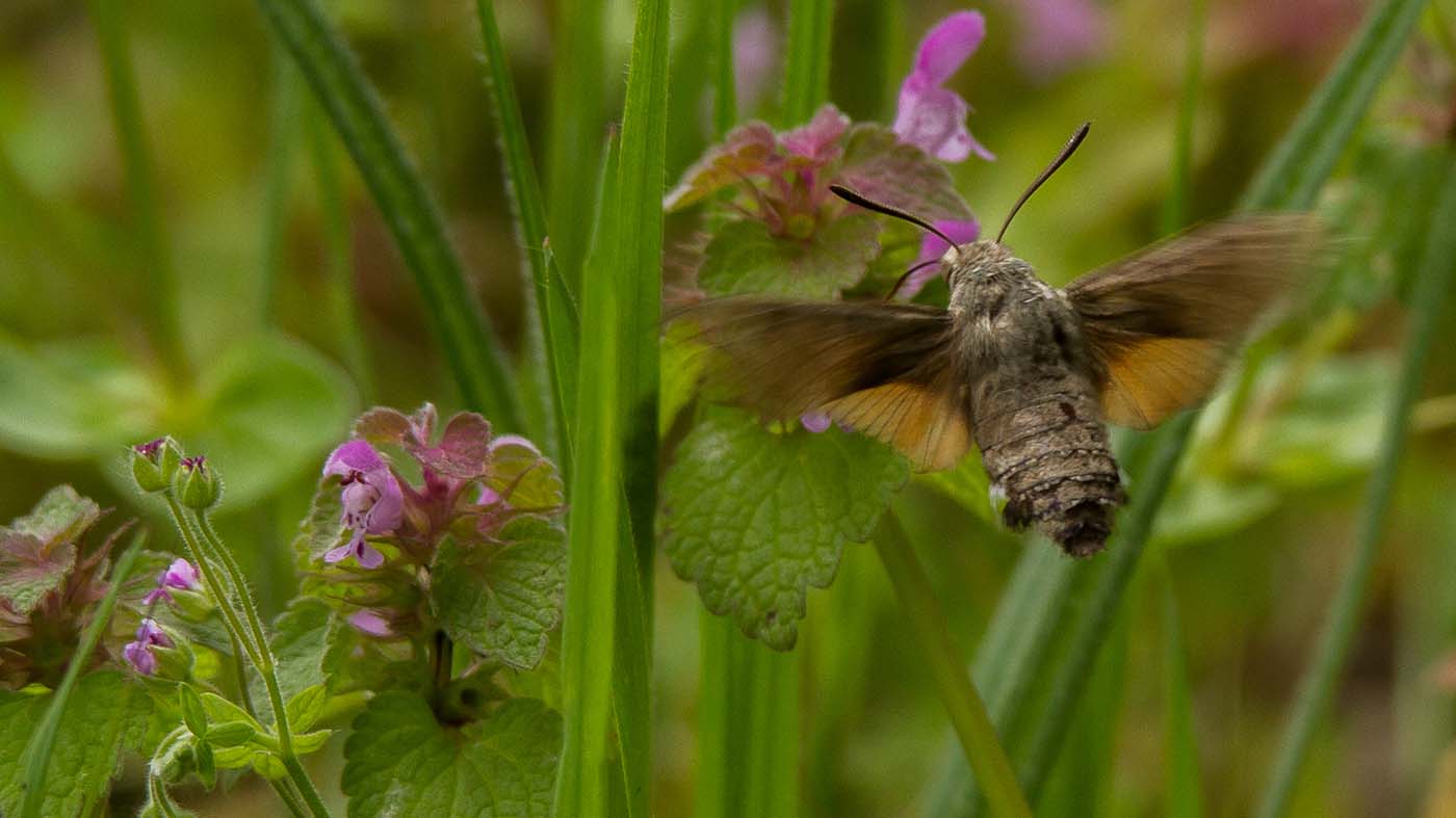 Kolibrievlinder ©Peter van de Braak