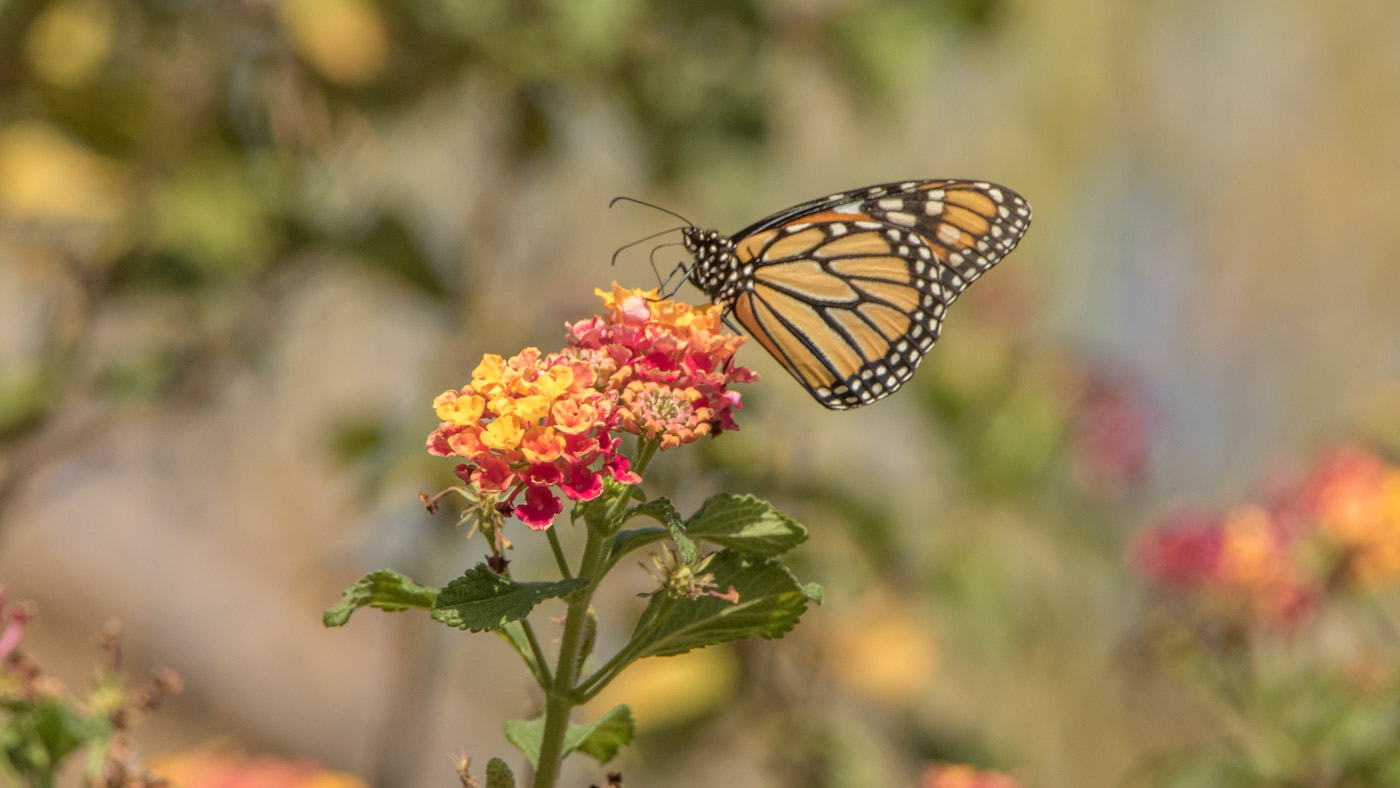 Monarchvlinder ©Peter van de Braak