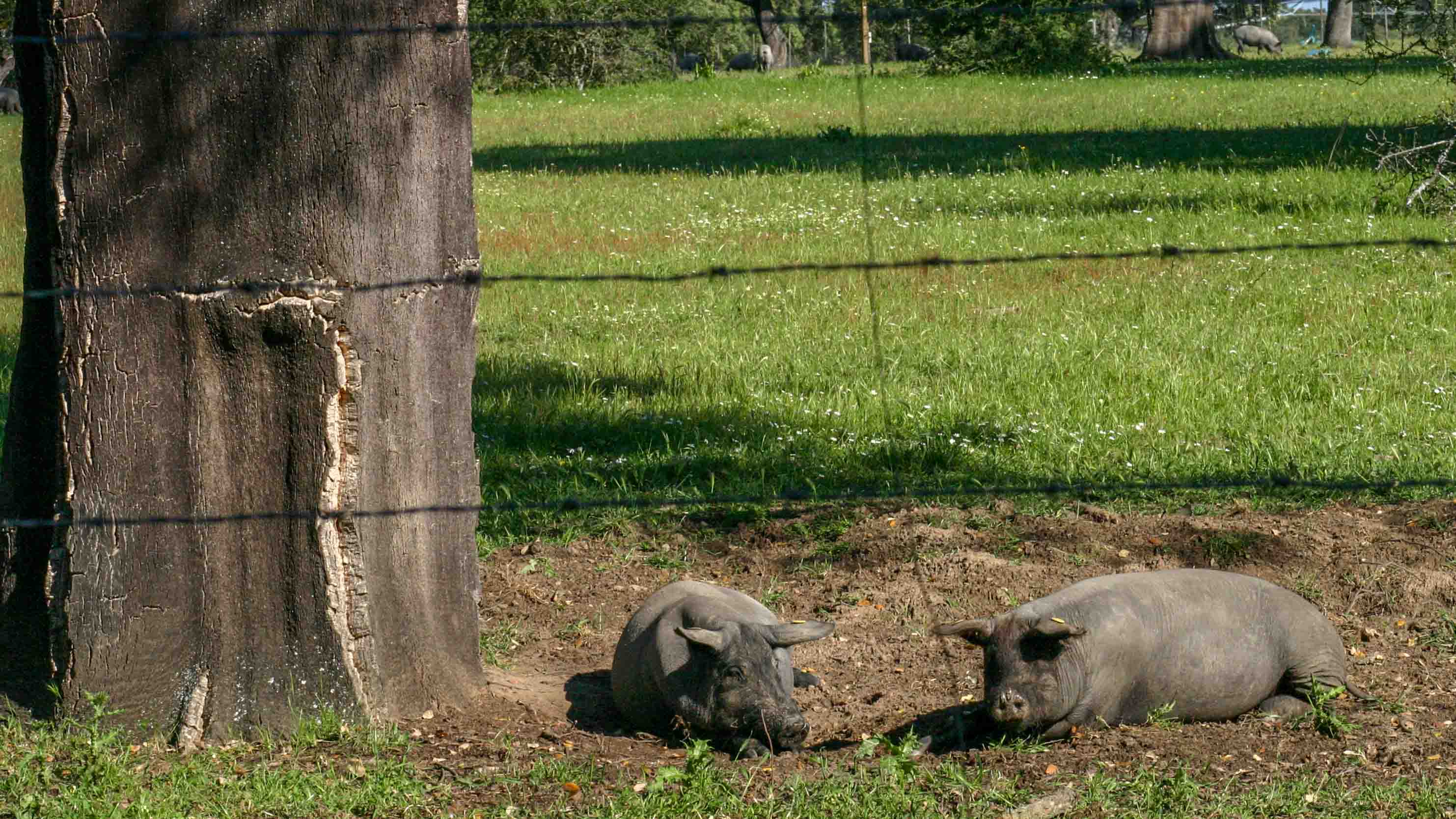 varkens ©Vogelwacht Uden e.o.