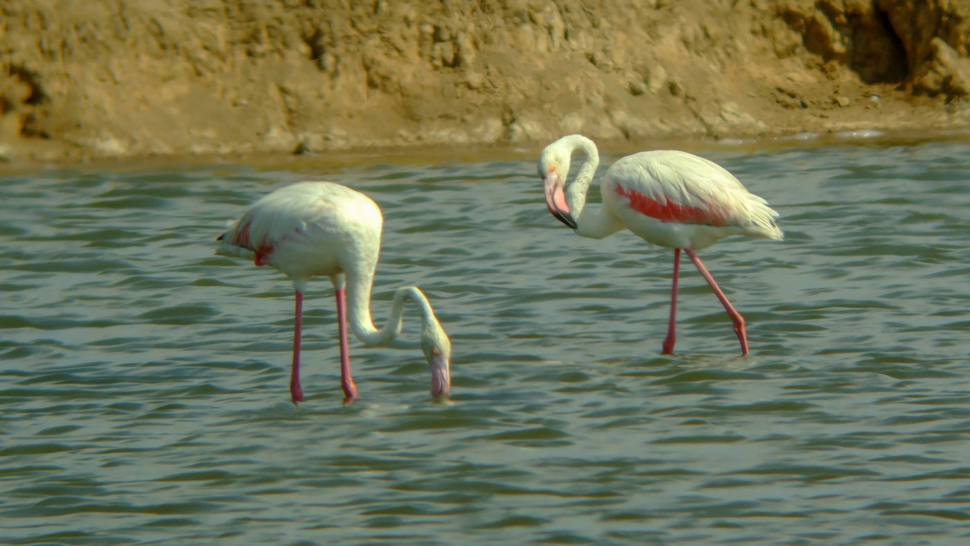 Flamingo's ©Vogelwacht Uden