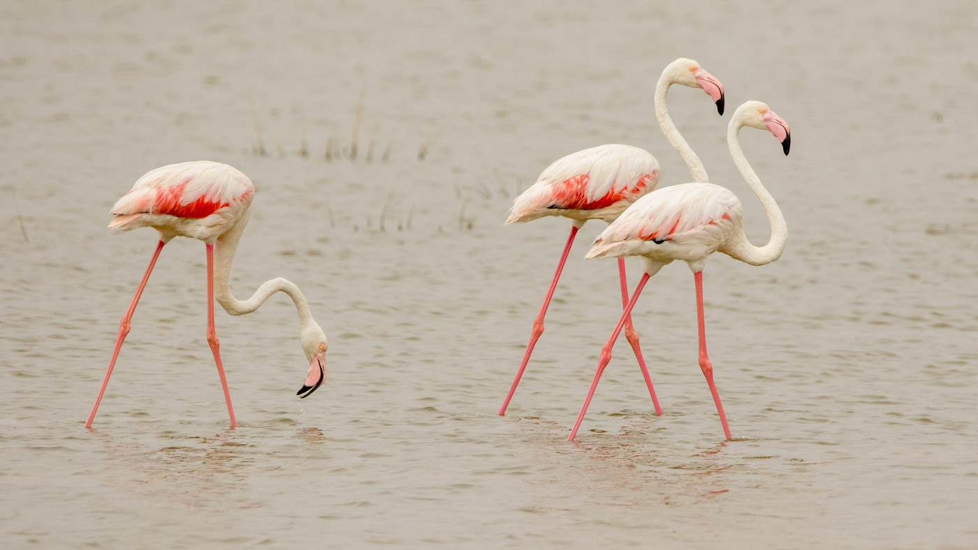 Flamingo’s ©Peter van de Braak
