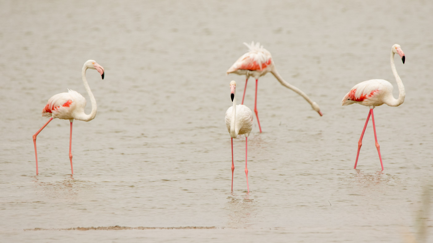 Flamingo’s   ©Peter van de Braak