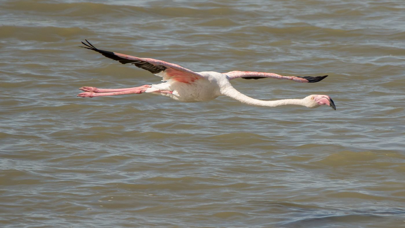 Flamingo  ©Peter van de Braak