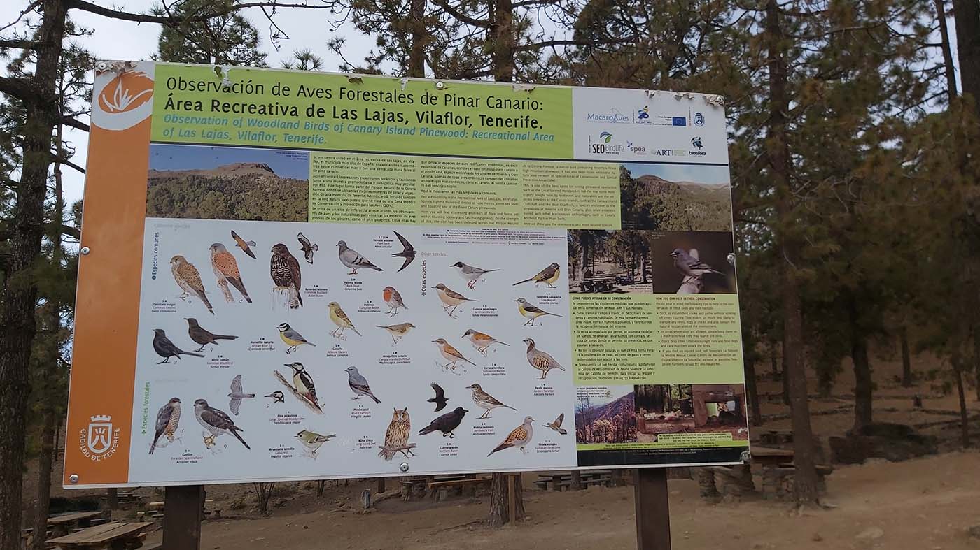 Vogelsoorten del Teide