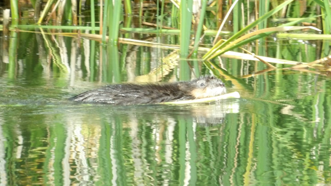 Dagexcursie Rijnstrangen