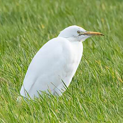 Koereiger | Bubulcus ibis