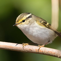 Pallas’ Boszanger | Phylloscopus proregulus