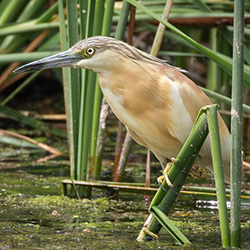 Ralreiger | Ardeola ralloides