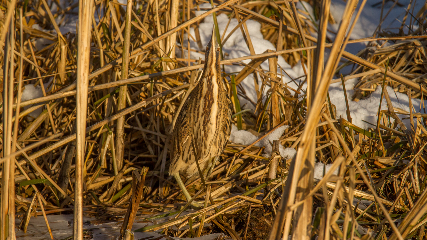 Roerdomp in Osse polder ©Peter van de Braak