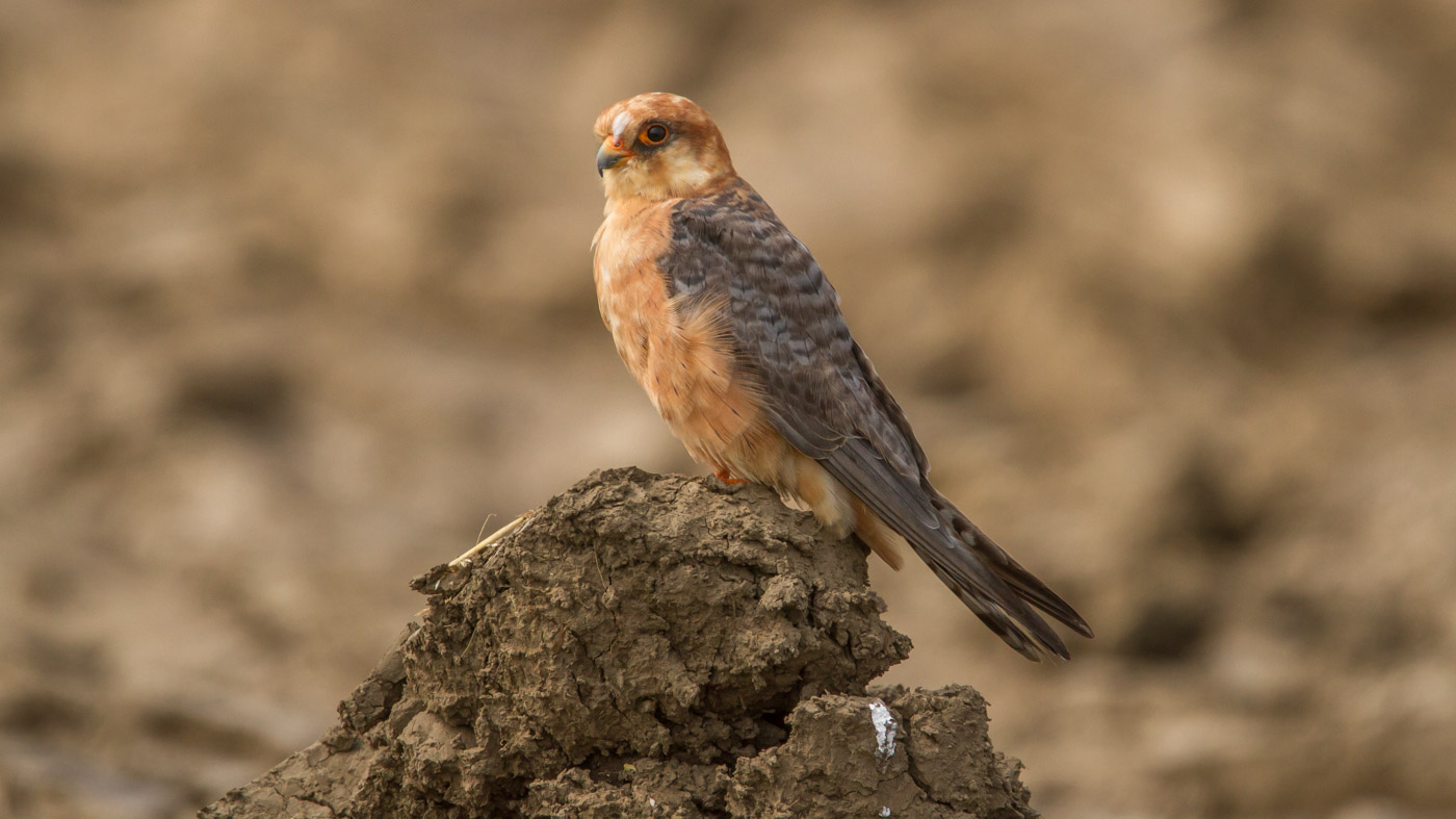 Roodpootvalk | Falco vespertinus