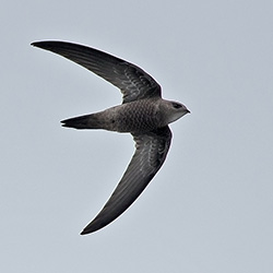 Vale Gierzwaluw | Apus pallidus