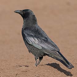 Zwarte Kraai | Corvus corone