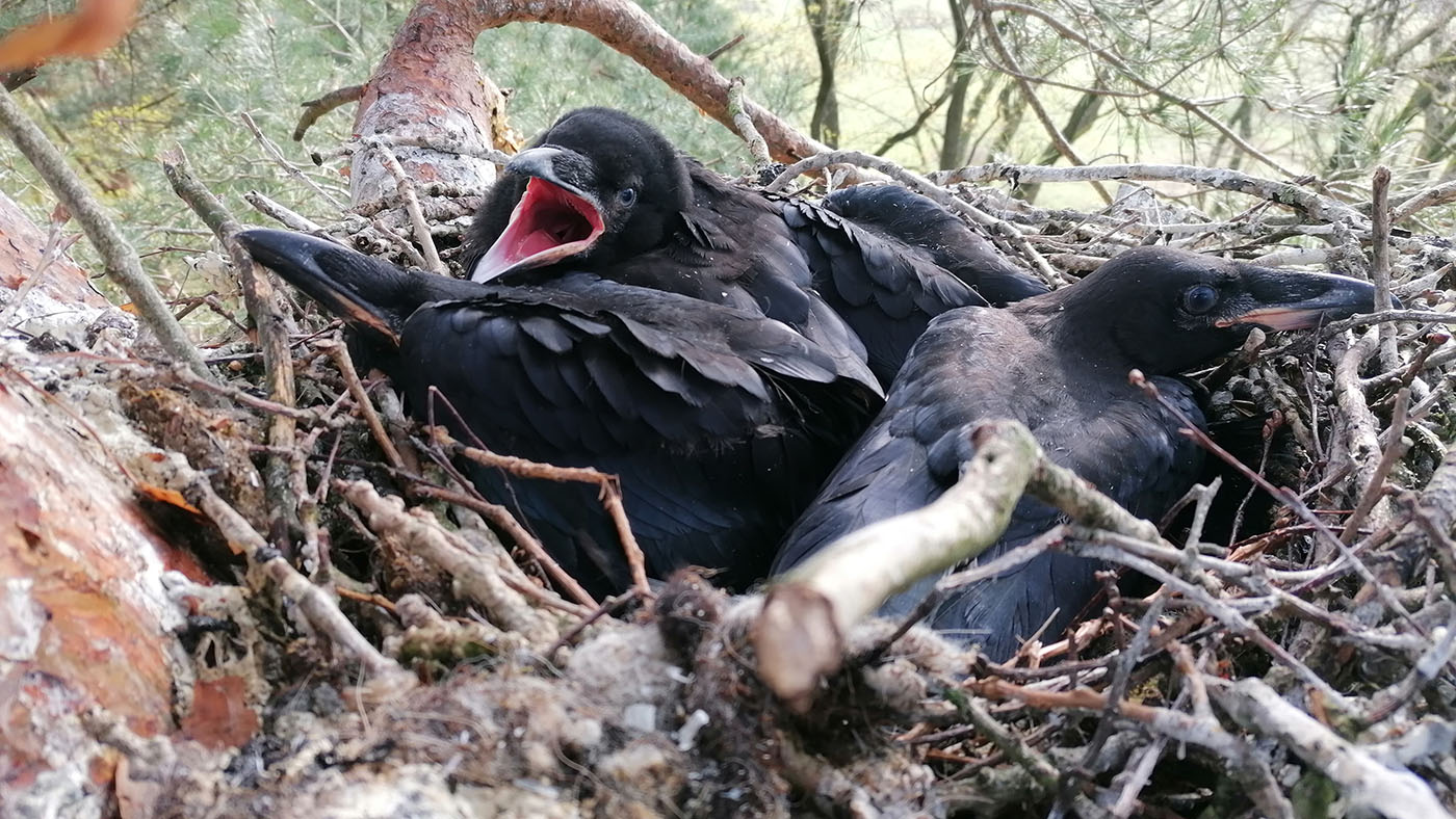 Raven Langenboom op het nest ©Marcel Boerenkamp