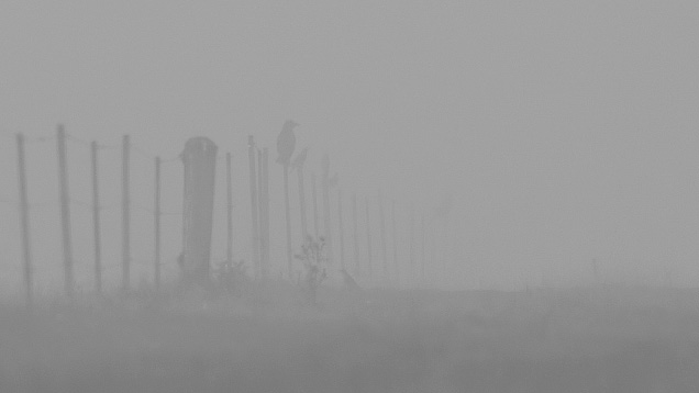 Kraai in de mist op zondag ©Ron van Rossum